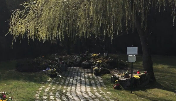 Bayreuth Südfriedhof Gesamtansicht des anynomen Gräberfeldes dekoriert, überdacht von einer am rechten Rand stehenden Trauerweide