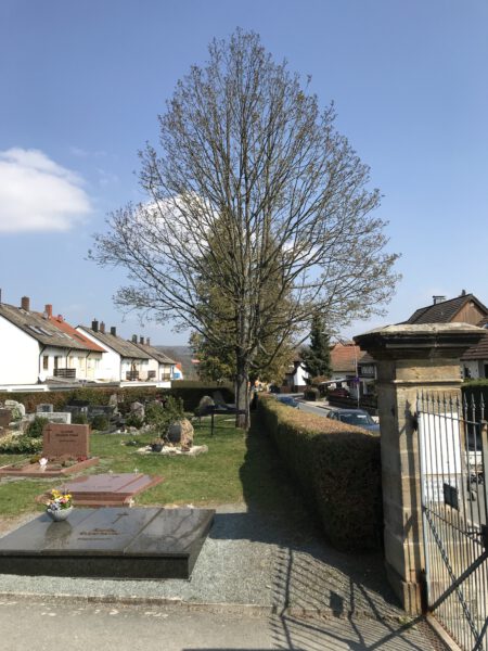 Friedhof St.Johannis
Baumgrab "Typ 2 – Alter Ahorn mit Metallring"

