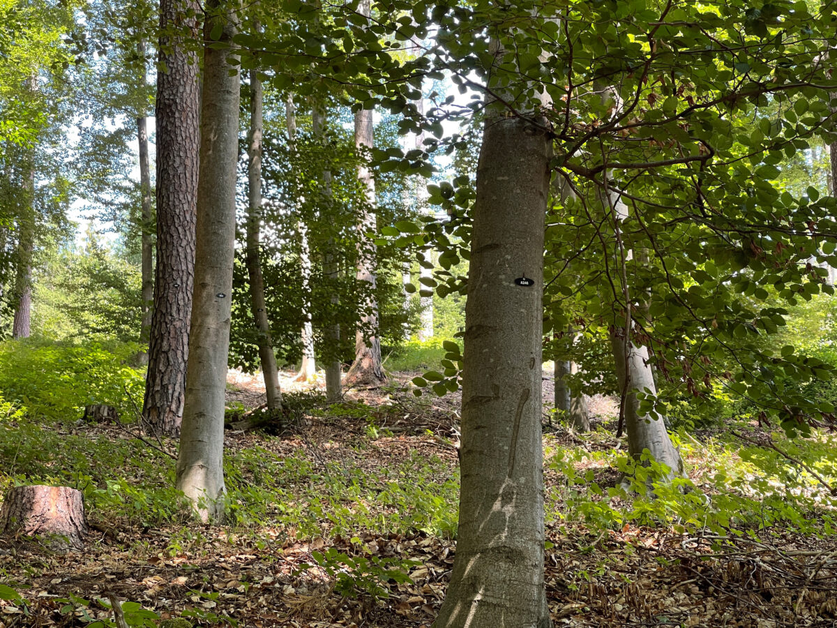 Ruhewald in Mengersdorf