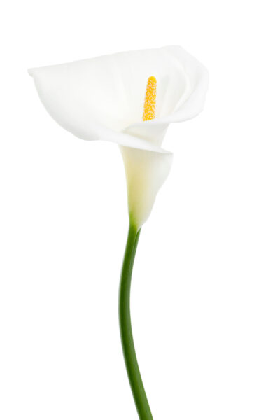 Calla Blume in weiß als Beispiel für die Trauerfloristik