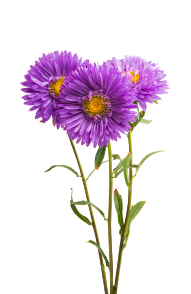 Chrysantheme als Beispiel für die Trauerfloristik