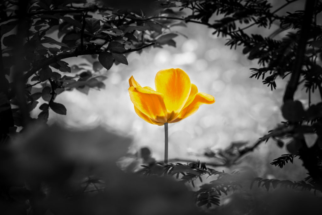 Trauermotiv mit gelber Tulpe