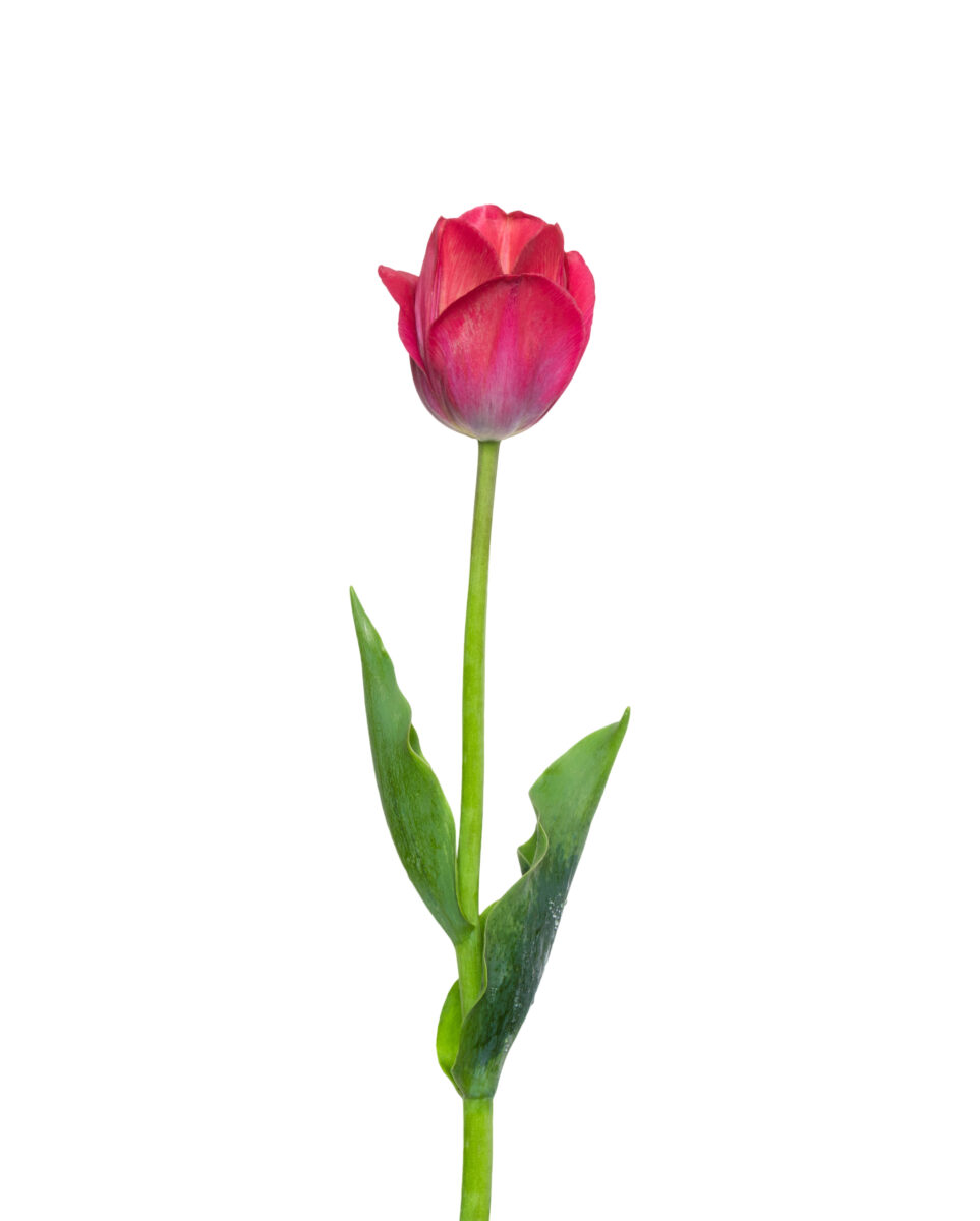 Einzelne Tulpe in der Farbe rosa als Beispiel für die Trauerfloristik