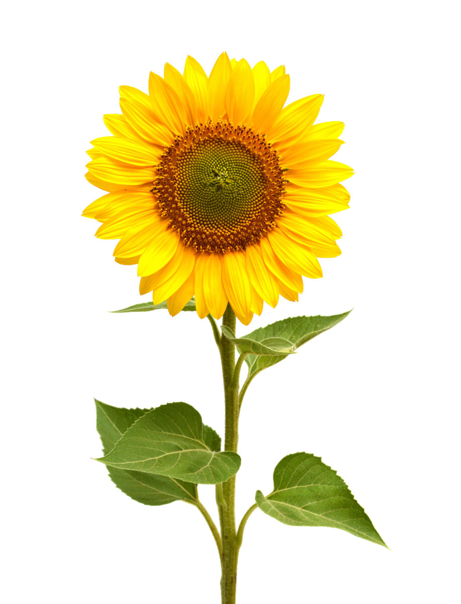 Gelbe Sonnenblume als Beispiel für die Trauerfloristik