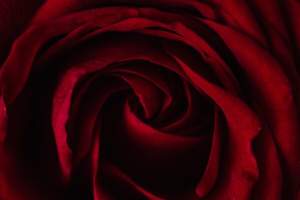 Farbsymbolik, Nahaufnahme einer roten Rose, Farbsymbolik