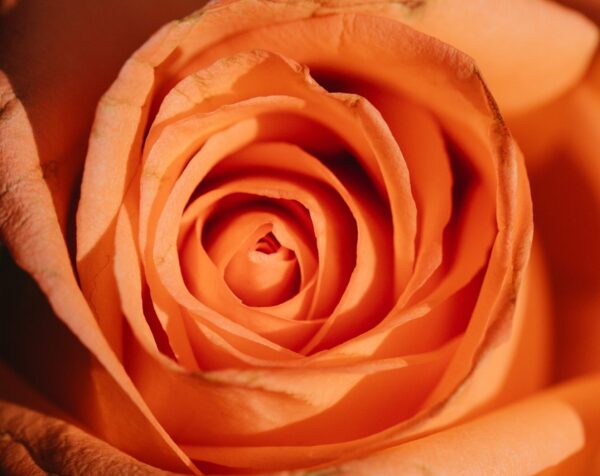 Farbsymbolik, Nahaufnahme einer orangenen Rose, Farbsymbolik