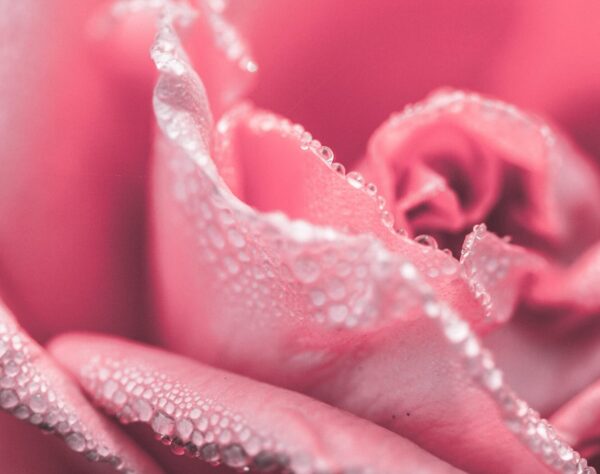 Nahaufnahme einer rosanen Blüte mit Tau, Farbsymbolik