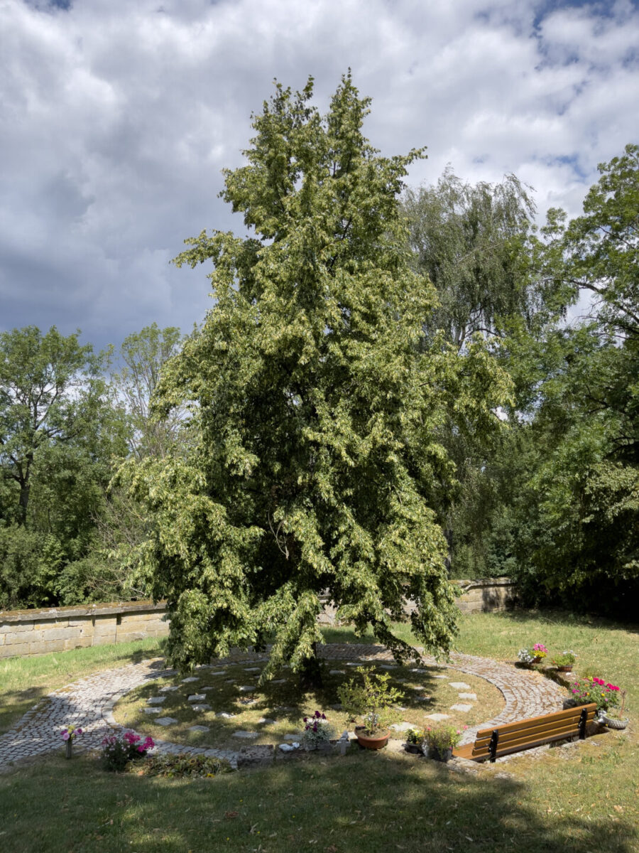 Baumgräber im Kreis am Friedhof Gesees