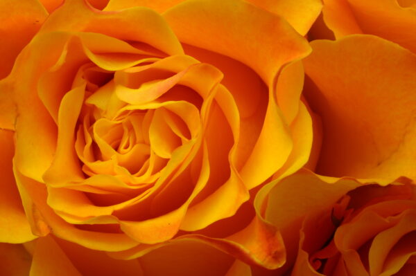 Farbsymbolik, Nahaufnahme einer orangenen Rose, Farbsymbolik